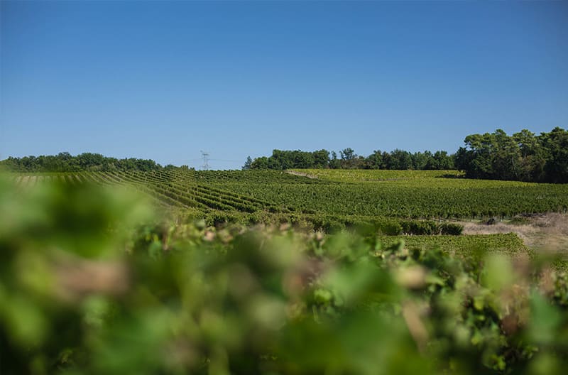 Travail de la vigne au Château La Verrière dans les années 80