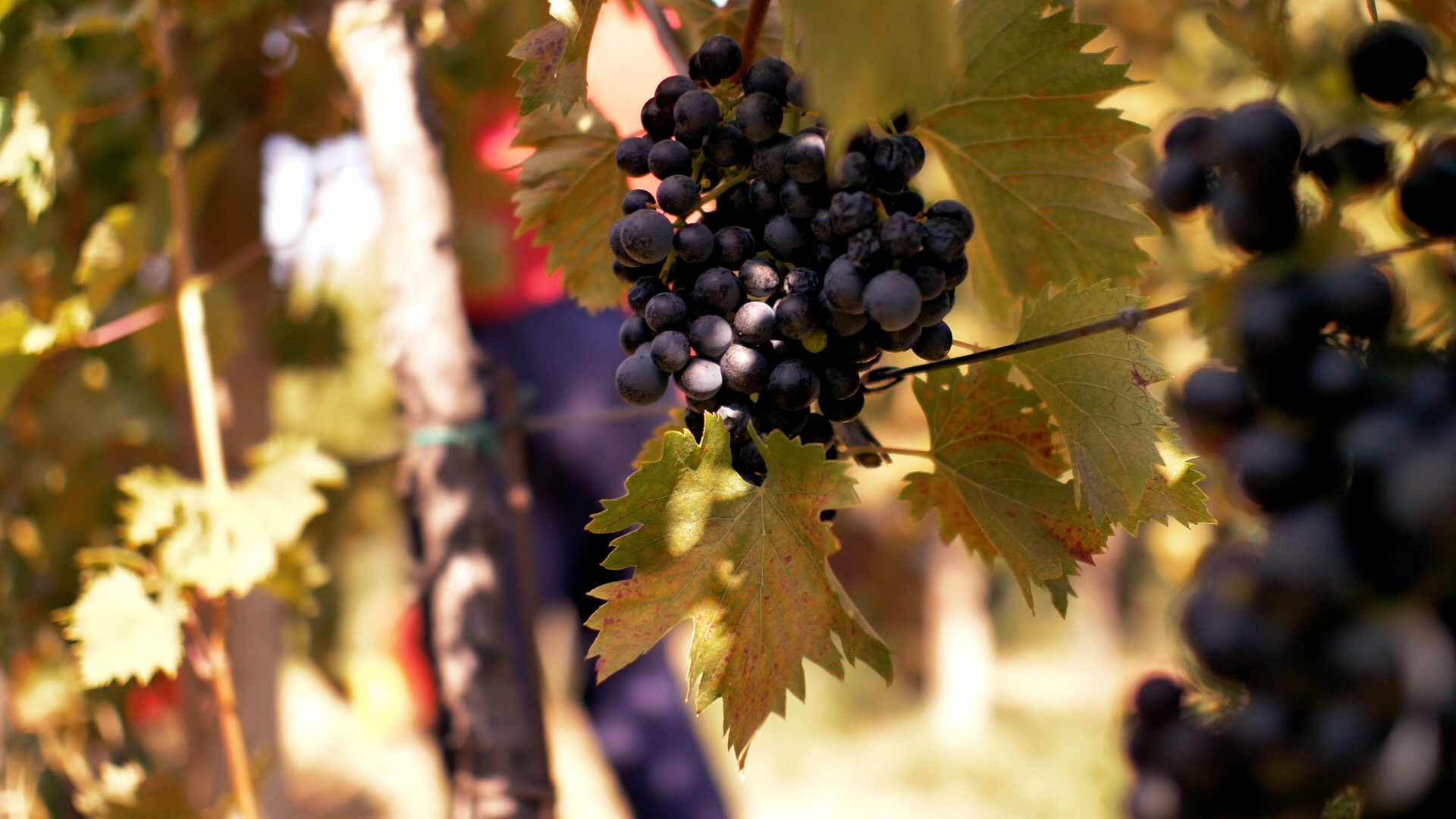 Raisins rouges mûrs au Château La Verrière
