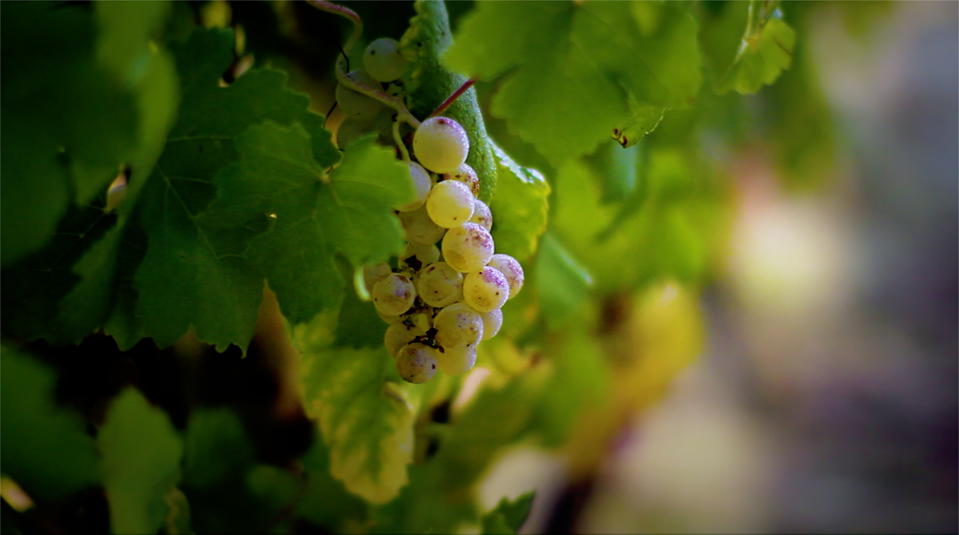 Raisins verts du vignoble bio Château La Verrière